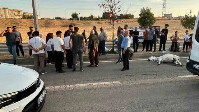 Batman'da Hafif Ticari Araç Eşeğe Çarptı